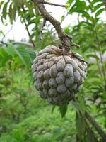 آنونا پالمر